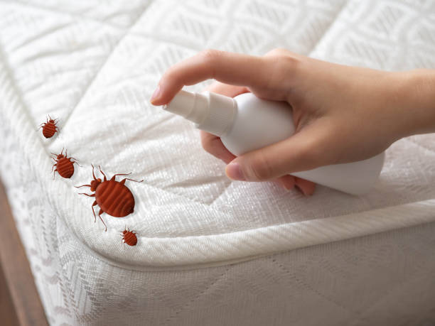 Best Cockroach Control  in Idylwood, VA